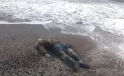 Antalya sahillerinde 4 günde beş ceset bulundu